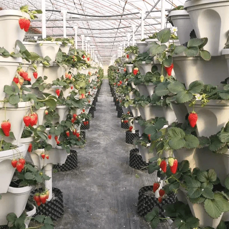 🌼Plant Festival Special 49% OFF-Stand Stacking Planters Strawberry Planting Pots - Image 7
