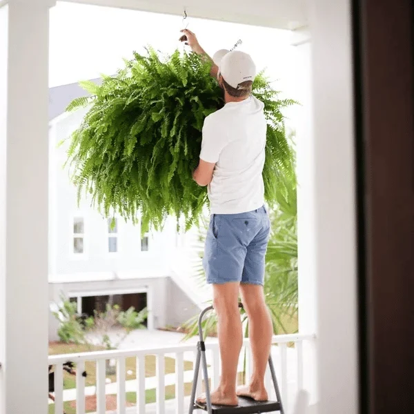 💥This Week's Special Price $19.99🌱UV Resistant Lifelike Artificial Boston Fern - Image 2
