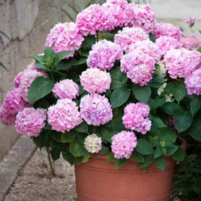 40% OFF-Outdoor Artificial Hydrangea Flowers💐 - Image 12