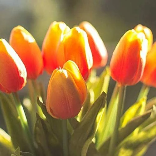✨Sale-40off💓-High Quality Artificial Latex Tulips(PCS 10) - Image 12