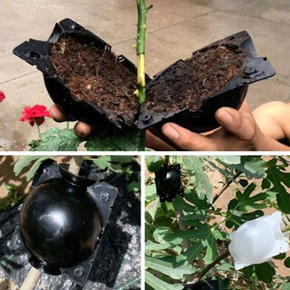 🌱Plant Root Growing Box - Image 2